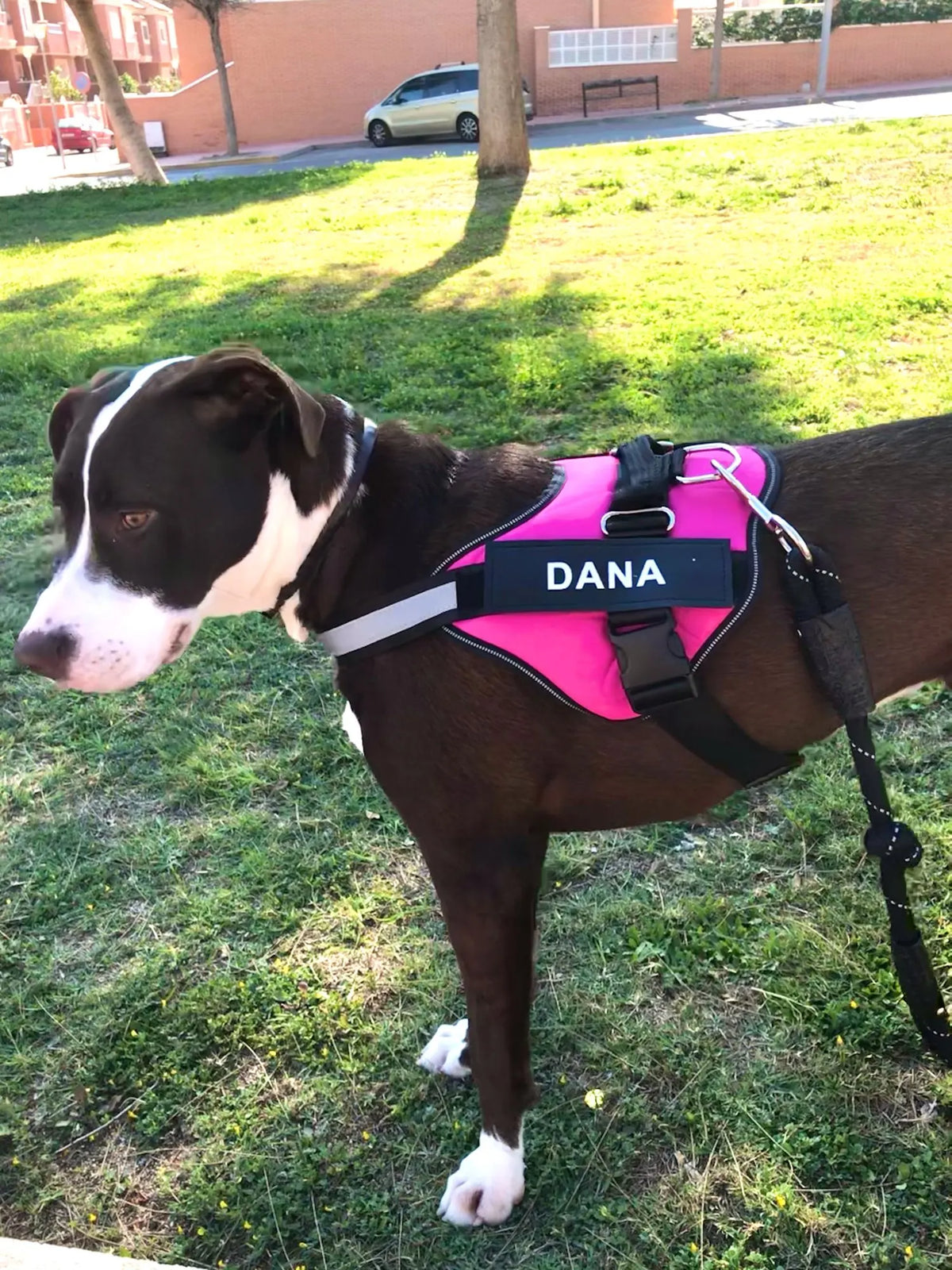 Dog Harness Vest ID Patch Customized Reflective Breathable Adjustable Pet Harness For Dog NO PULL Pet Outdoor Harness