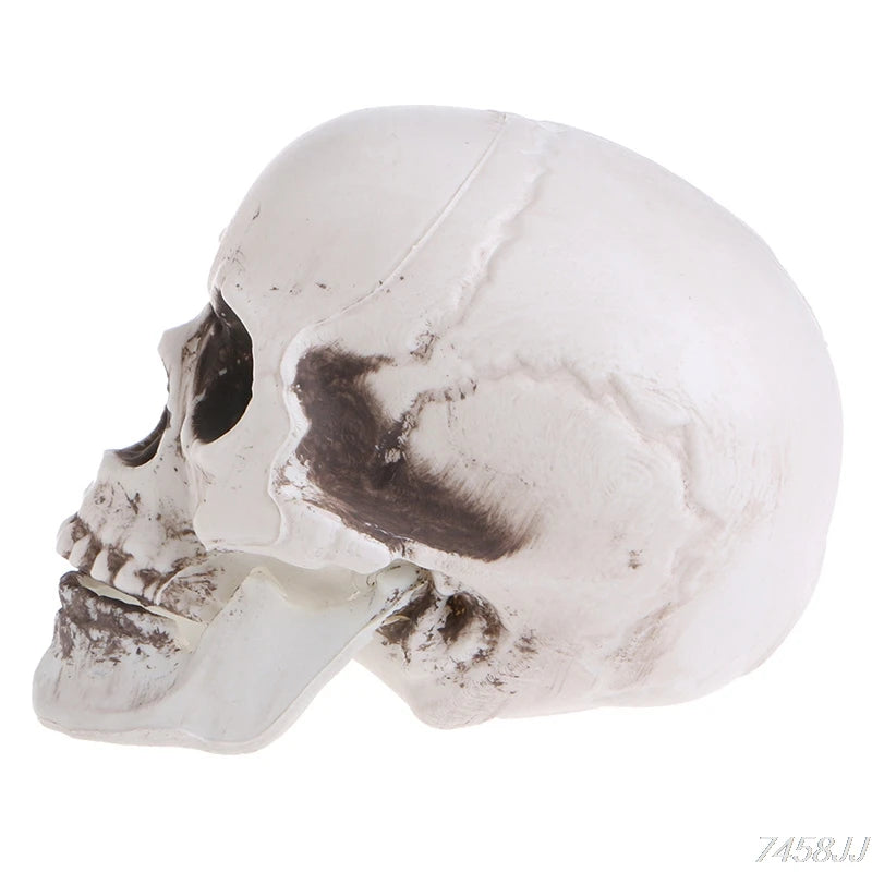 Plastic Human Mini Skull Decor Prop Skeleton Head Plastic Halloween Day Coffee Bars Ornament G22 Drop Ship