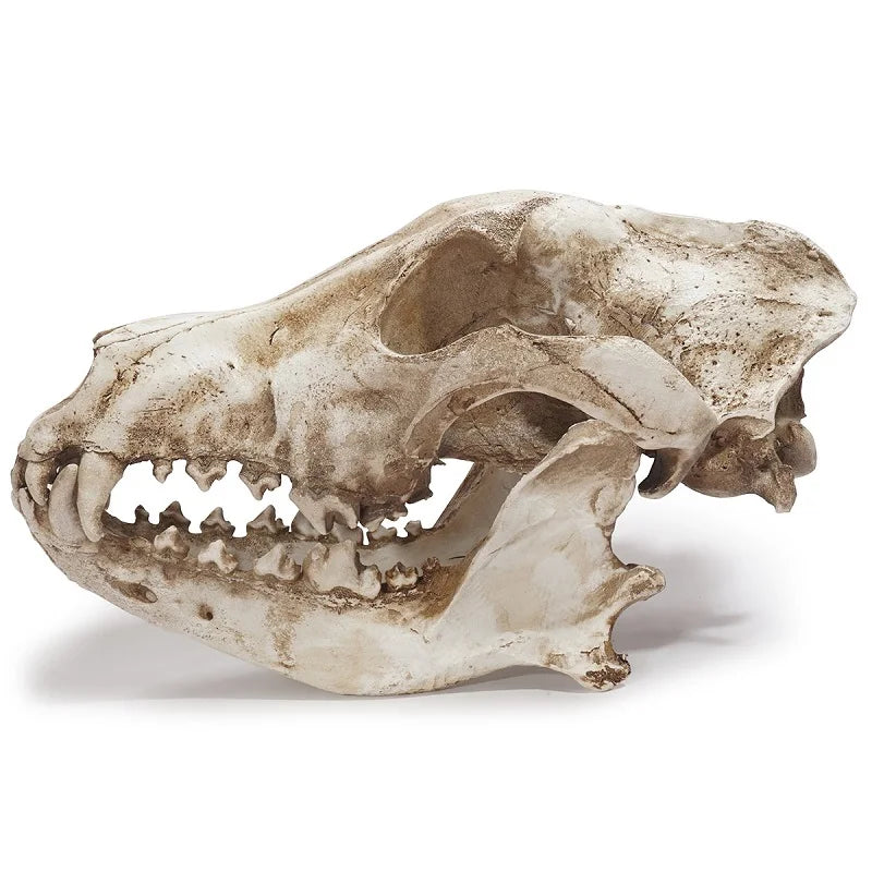 Jackal Skull Ornament Decoration Wolf Skull Specimen Model Halloween Props Window Bar Display Decor Photography Shooting Props