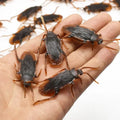 Realistic Cockroach Model Novelty Cockroach Prop Cockroach Toy Pranking Toy April Fools' Day Halloween Party Decorations