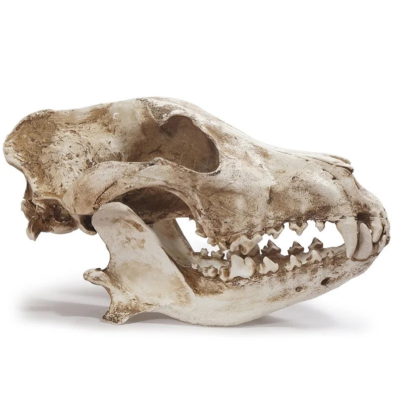 Jackal Skull Ornament Decoration Wolf Skull Specimen Model Halloween Props Window Bar Display Decor Photography Shooting Props