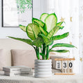 【S】Planters Indoor Plants Pots Indoor Office For Flower Multipurpose Planters For And Vegetable For Plants Pot High