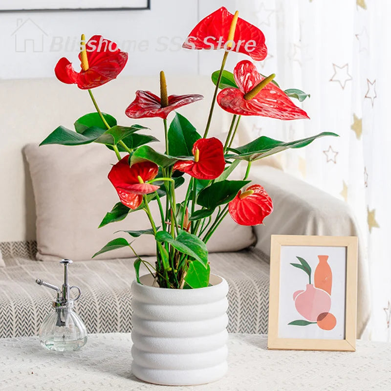 【S】Planters Indoor Plants Pots Indoor Office For Flower Multipurpose Planters For And Vegetable For Plants Pot High