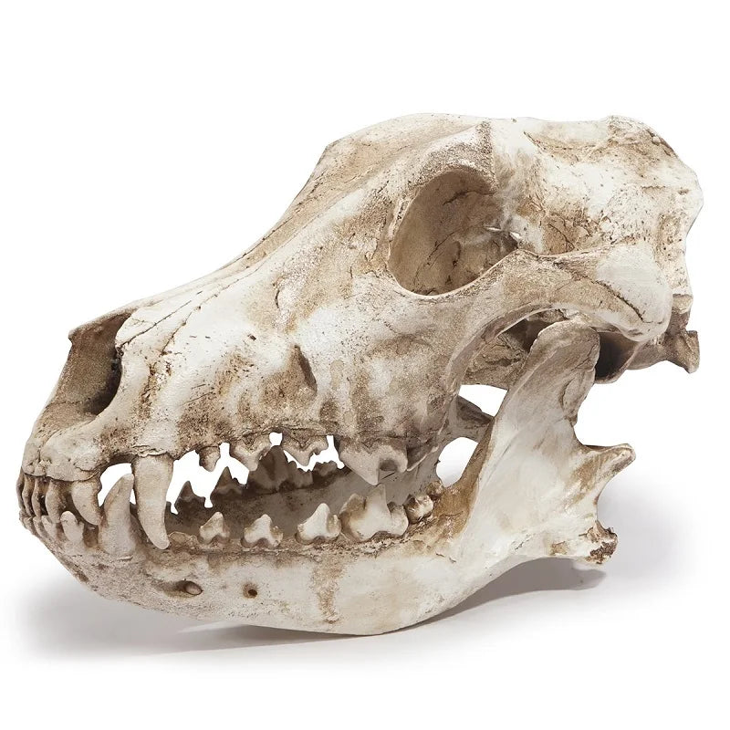 Jackal Skull Ornament Decoration Wolf Skull Specimen Model Halloween Props Window Bar Display Decor Photography Shooting Props