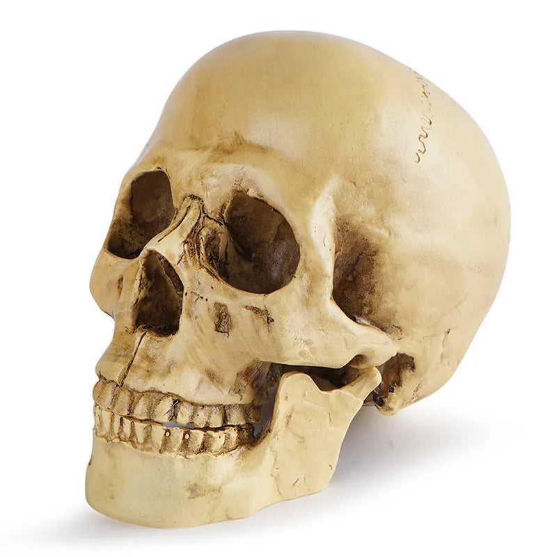 1:1 Simulated Resin Skull Decor - Gothic Halloween Centerpiece--Must-Have for Horror Enthusiasts and Halloween Party Planner