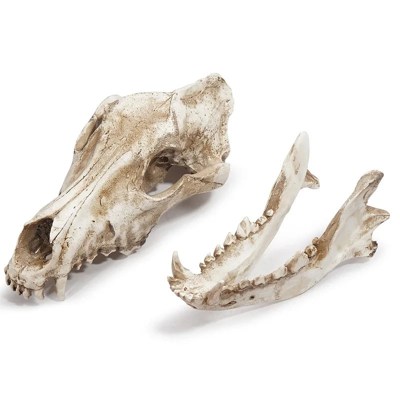 Jackal Skull Ornament Decoration Wolf Skull Specimen Model Halloween Props Window Bar Display Decor Photography Shooting Props