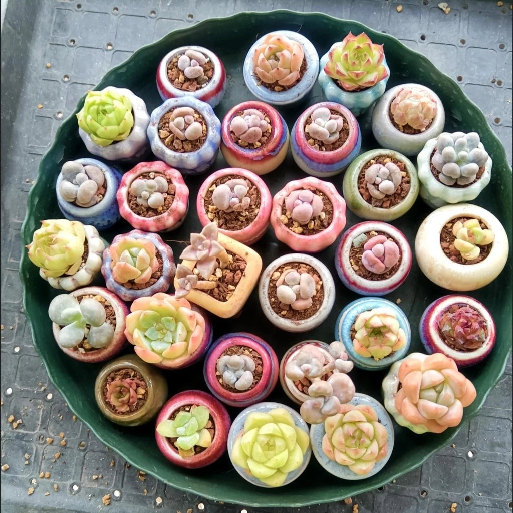 10Pcs Mini Ceramics Fowerpot Thumb Flowerpot Succulent Plant Flowerpot Home Garden Bonsai Potted Flower Pot  Plant Planting