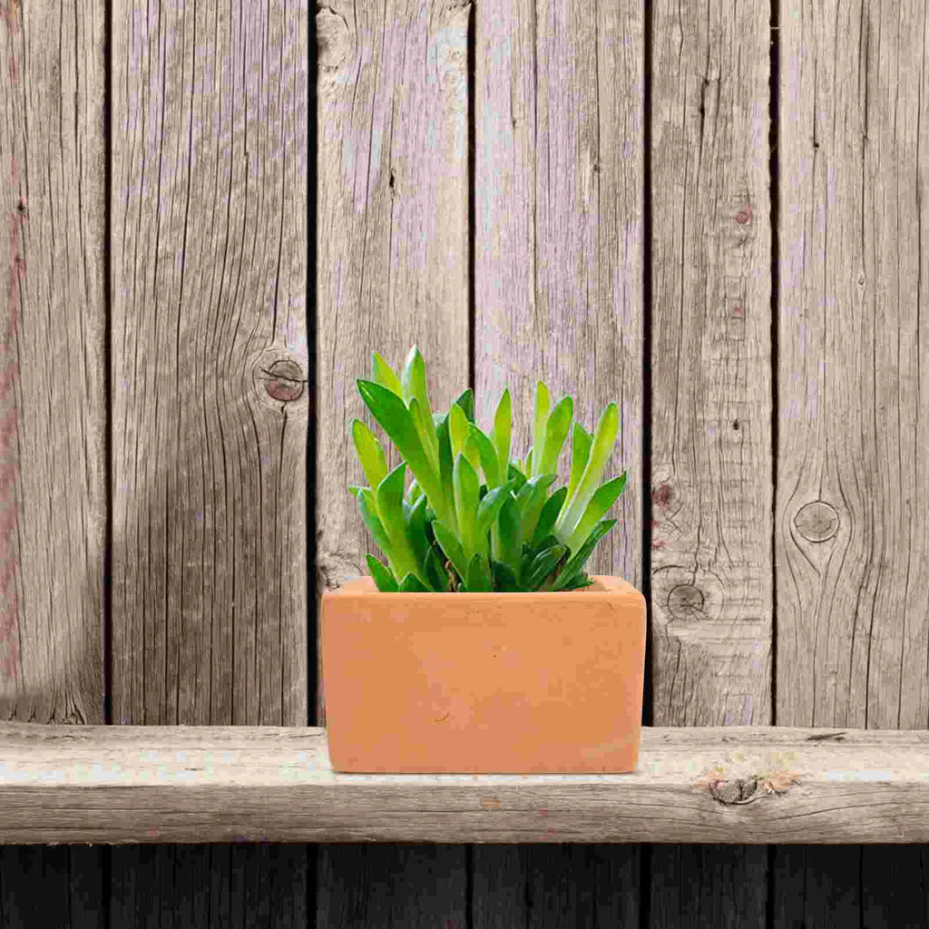 3 Pcs Terracotta Flowerpots Sturdy Red Pottery Succulent Plant Pot Small Containers Ceramic Bowls Home Office Planter