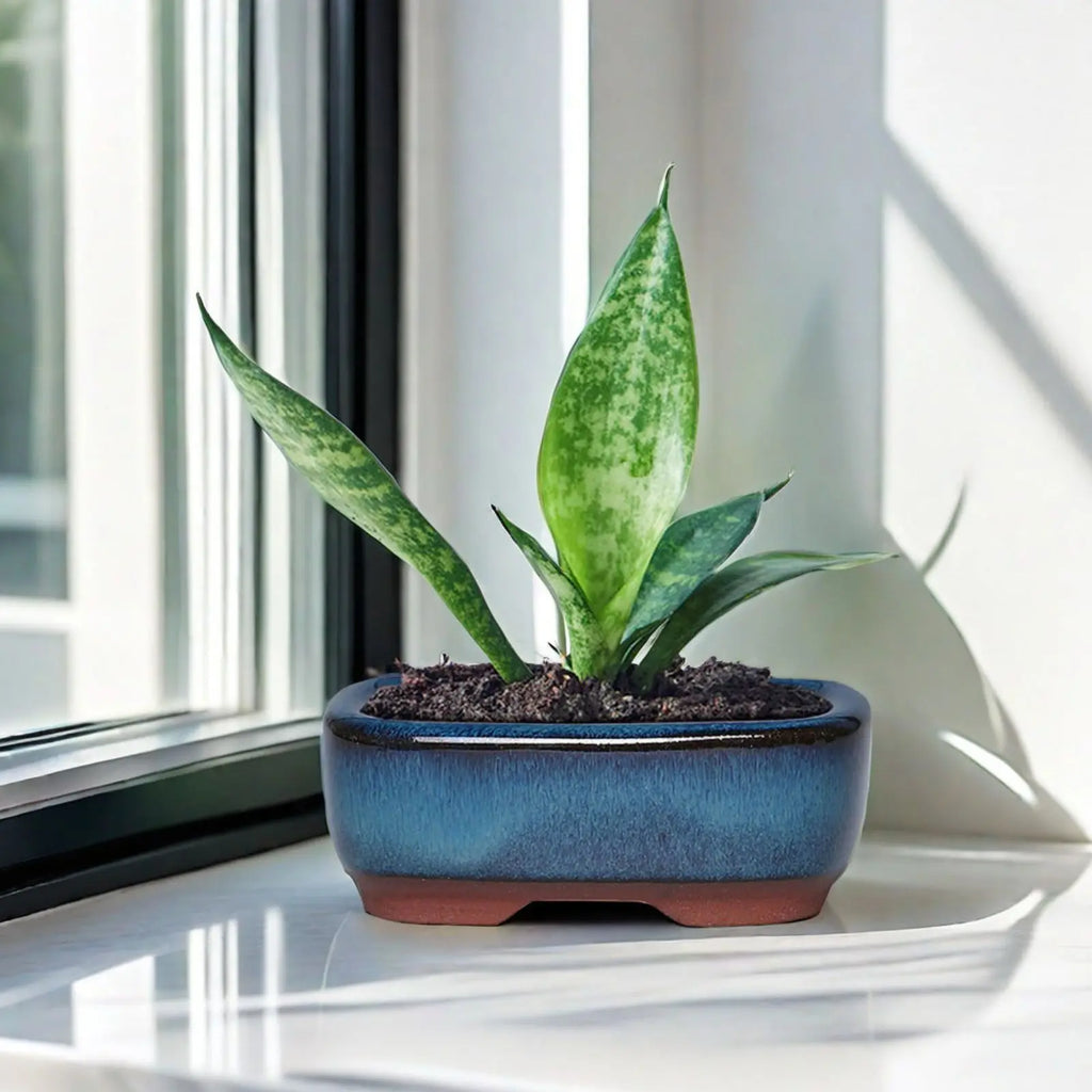 Ceramic Succulent Flower Pot Elegant Promote Healthy Growth Planter for Windowsills Shelves Gardens and Patios IMNT