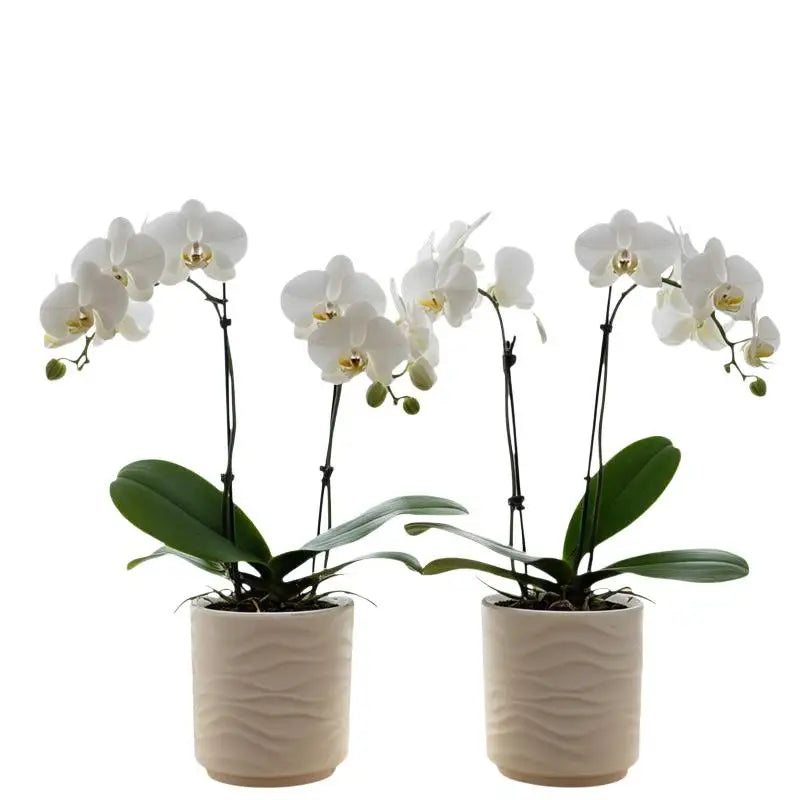 Simple Wave Shaped Faux Ceramic-look Flowerpots Are Suitable For Home Décor Orchids And Other Green Plants