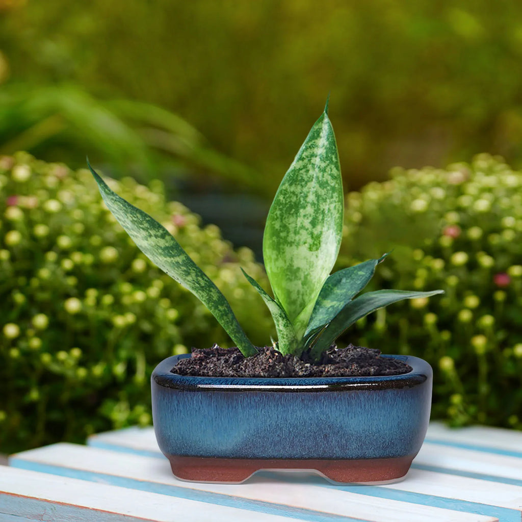 Ceramic Succulent Flower Pot Elegant Promote Healthy Growth Planter for Windowsills Shelves Gardens and Patios IMNT