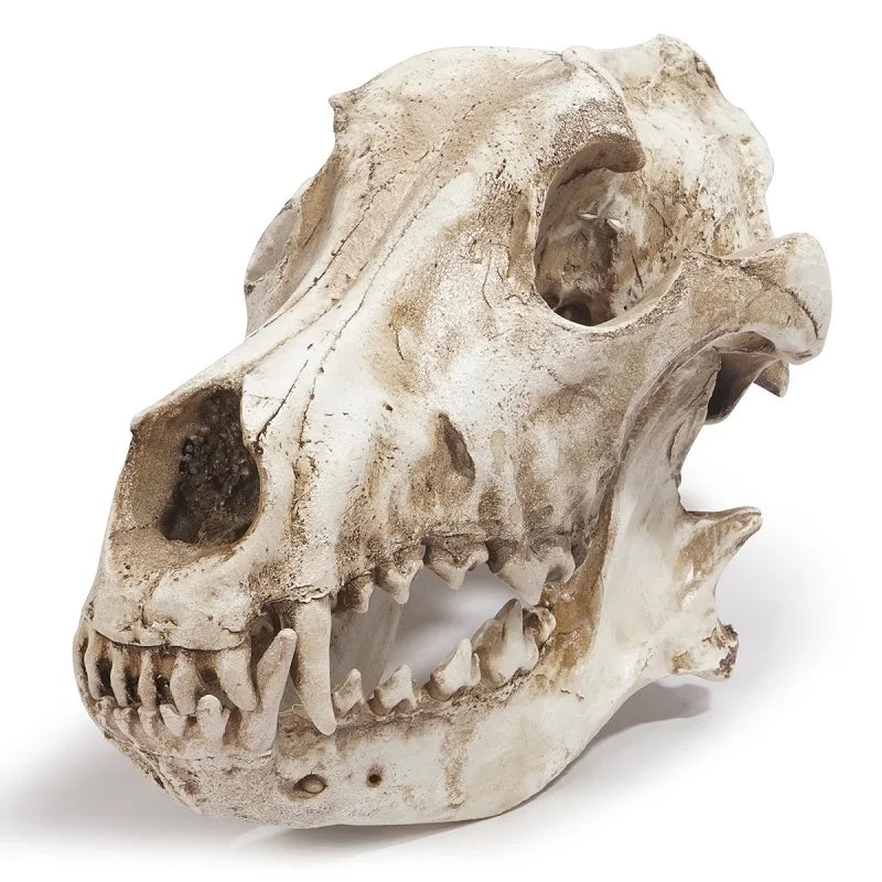Jackal Skull Ornament Decoration Wolf Skull Specimen Model Halloween Props Window Bar Display Decor Photography Shooting Props