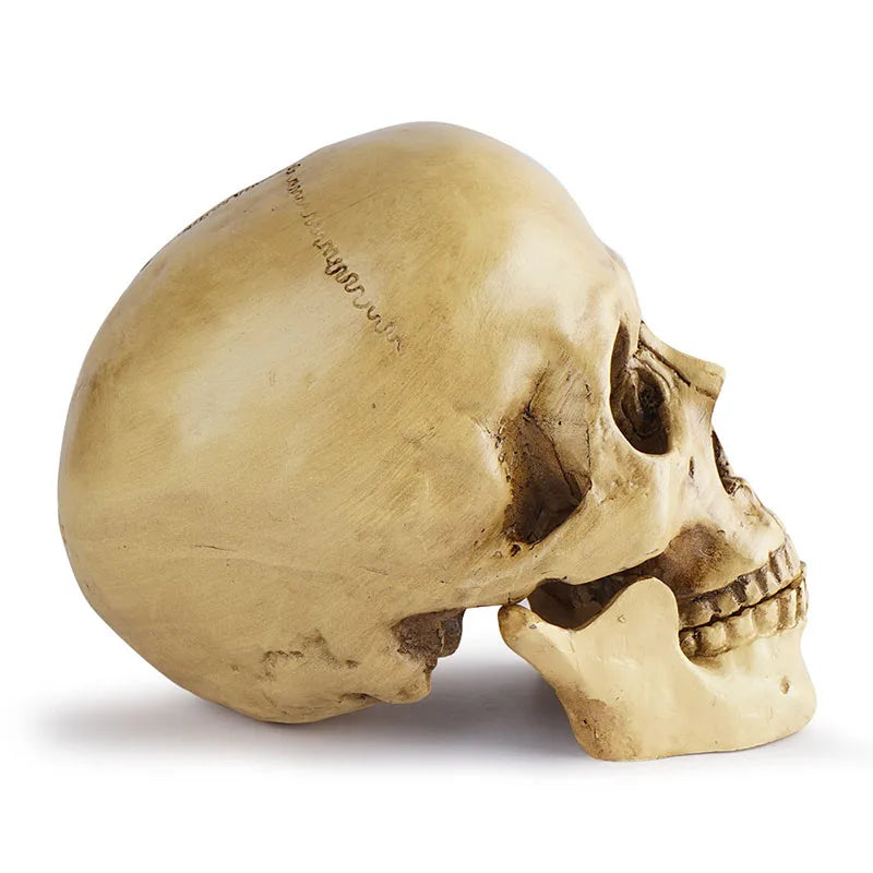 1:1 Simulated Resin Skull Decor - Gothic Halloween Centerpiece--Must-Have for Horror Enthusiasts and Halloween Party Planner