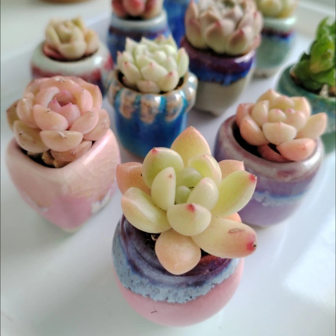 10Pcs Mini Ceramics Fowerpot Thumb Flowerpot Succulent Plant Flowerpot Home Garden Bonsai Potted Flower Pot  Plant Planting